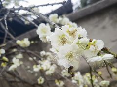 -无锡梅园公园