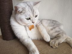 -藏猫猫咖啡主题馆(中央大道店)