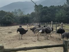 -西安秦岭野生动物园