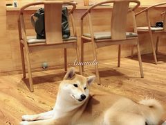 -柴务处·柴犬主题狗咖