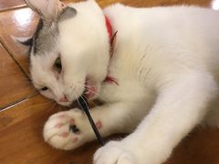 -喵园·猫主题咖啡厅·撸猫·猫咖(国贸店)