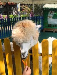 -萌宠亲子动物乐园(槐房万达店)