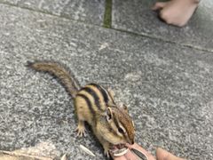-汤旺河林海奇石景区