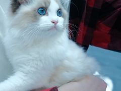 -小猫来了·猫舍(红山六九七九店)