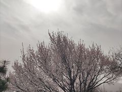-香山公园