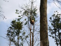 -中国大熊猫保护研究中心雅安碧峰峡基地