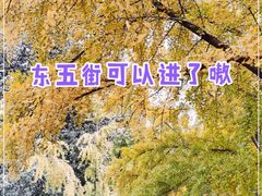 -三里屯东五街银杏大道