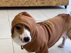 -怪兽屋·羊驼·猫咖·狗咖(俊华广场店)