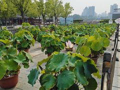-莲花池公园