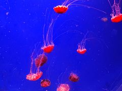 -江和美海洋公园