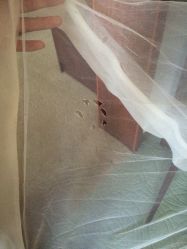 -艾米丽婚纱礼服