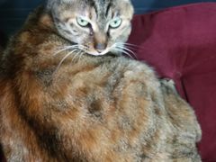 -协和菜馆(凤凰街店)