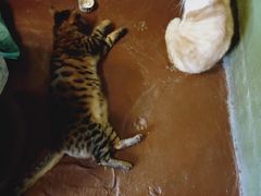 -猫猫幼稚园·撸猫·桌游·电玩