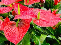 -花鸟鱼虫鲜花绿植市场(玉泉路店)
