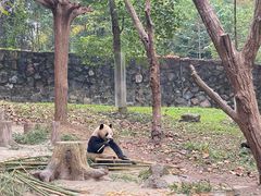 -都江堰中华大熊猫苑