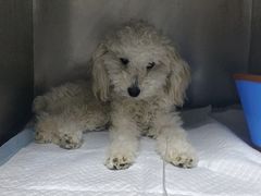 -喜多萌中农锦绣动物医院24H·猫科·牙科MRI·CT