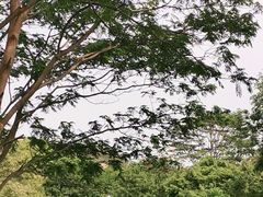 -东莞植物园