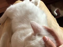 -Sweet cat·星愿猫咖(国贸大厦店)