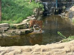 -大连森林动物园