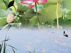 -野鸭湖国家湿地公园