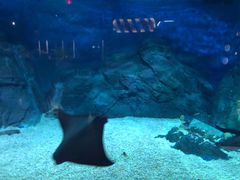 -烟台海昌鲸鲨海洋公园