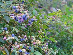 -金谷域澳洲庄园