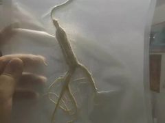 -横道河子东北虎林园