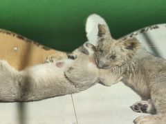 -大连森林动物园