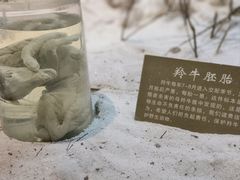 -陕西自然博物馆