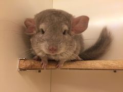 -龙猫仔乐园(惠福东路店)