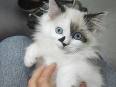 -安安宠医·安宠宠物医院