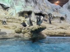 -帝企鹅自助餐厅•儿童岛•真企鹅(长隆企鹅酒店)