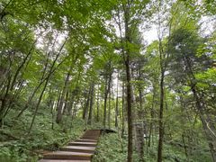 -五营红松林海景区