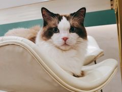 -飞行喵MR PILOT|猫舍·猫咖(静安大融城店)