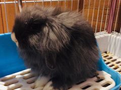 -猫猫幼稚园·撸猫·桌游·电玩