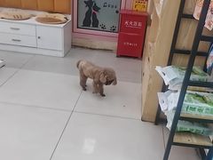 -全心全意连锁动物医院·微创中心·内科急重症·心脏专科(丰管路店)