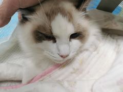 -达爱动物医院·犬猫分区·CT·复杂眼科(远洋山水分院)
