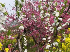 -南汇桃花村