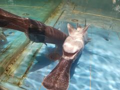 鸭嘴鱼-漓江又一軒·广西菜·桂林米粉(梅林店)