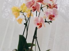 -春暖花开(西溪店)