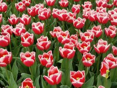 -玄武湖景区-情侣园游乐场