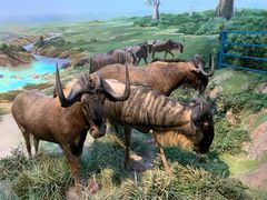 -陕西自然博物馆