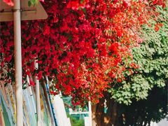 -深圳国际园林花卉博览园