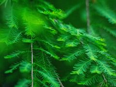 -贵阳市花溪国家城市湿地公园