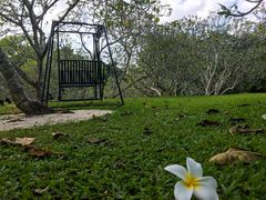 -新加坡植物园