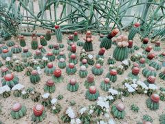 -深圳仙湖植物园