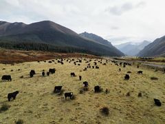 -山丹皇家马场