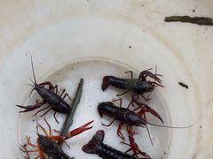 -同銮特种养殖场·龙虾垂钓