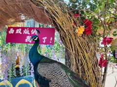 -西双版纳勐泐文化旅游区