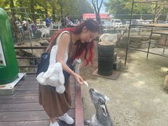 -神户市立六甲山牧场